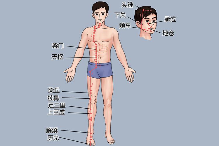 足阳明胃经经脉循行图 足阳明胃经经脉循行图