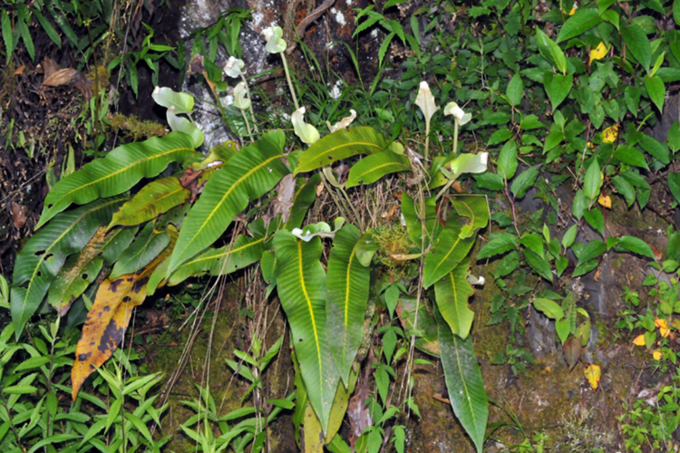 石韦草植株图 石韦草植株图
