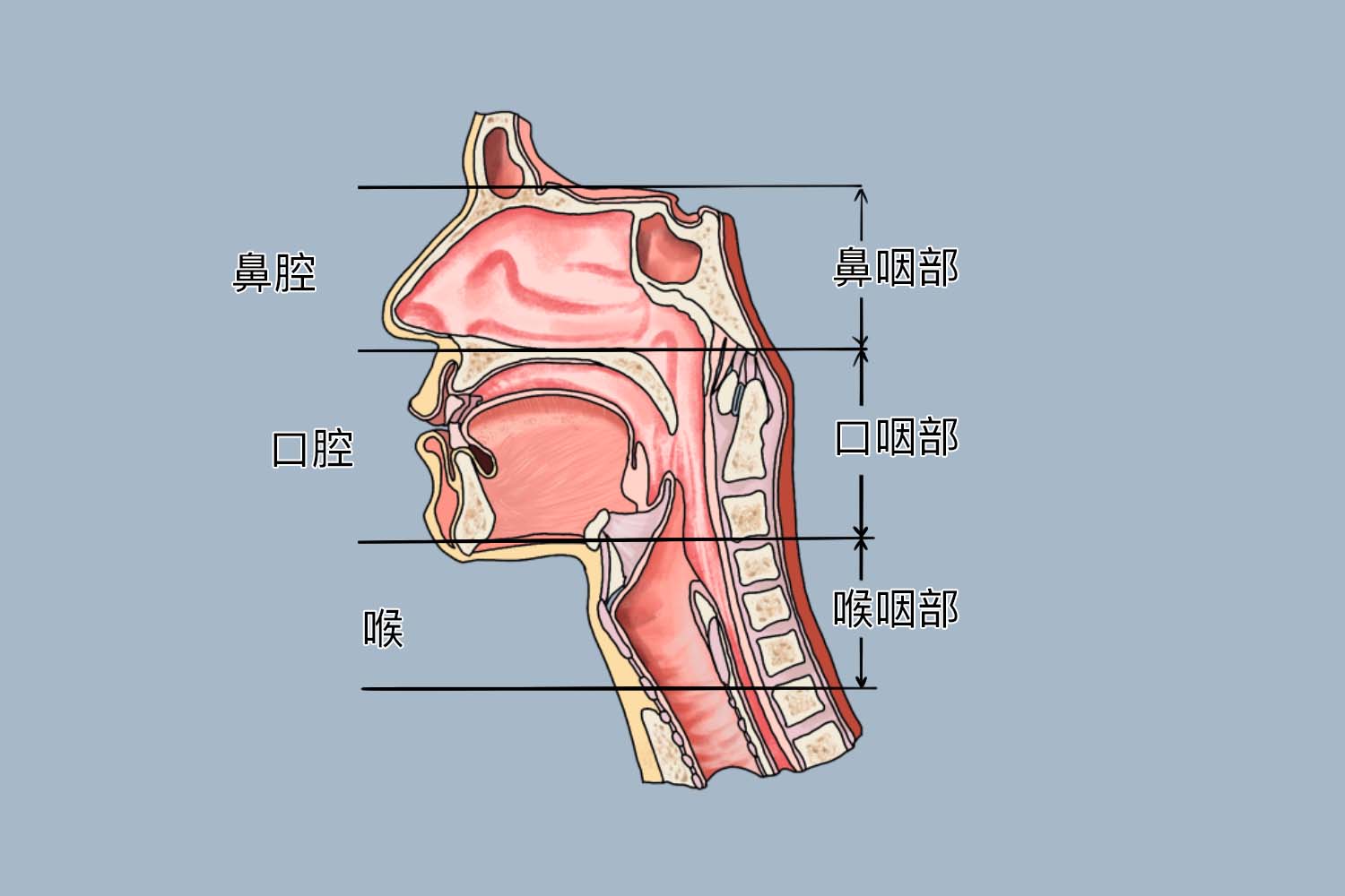 口腔鼻腔剖面图图片