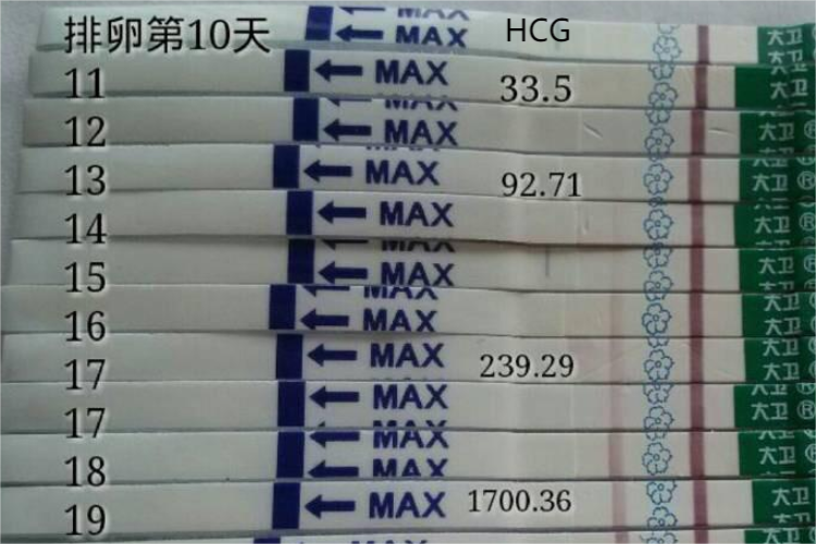 早孕试纸与HCG对照图