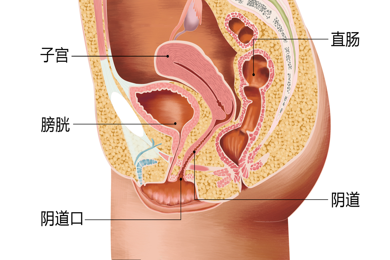 正常阴道有开口图