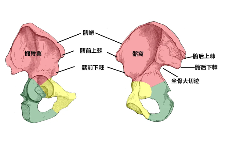 髂嵴结构图