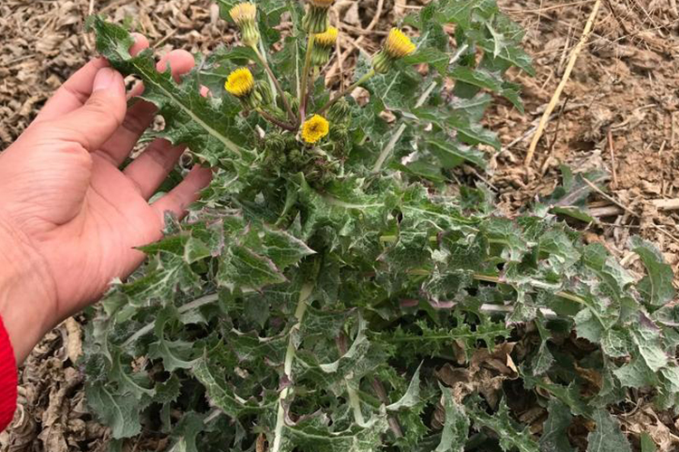 苦苣菜全草图 苦苣菜全草图