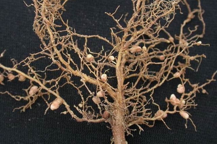 软肝草药材性状图