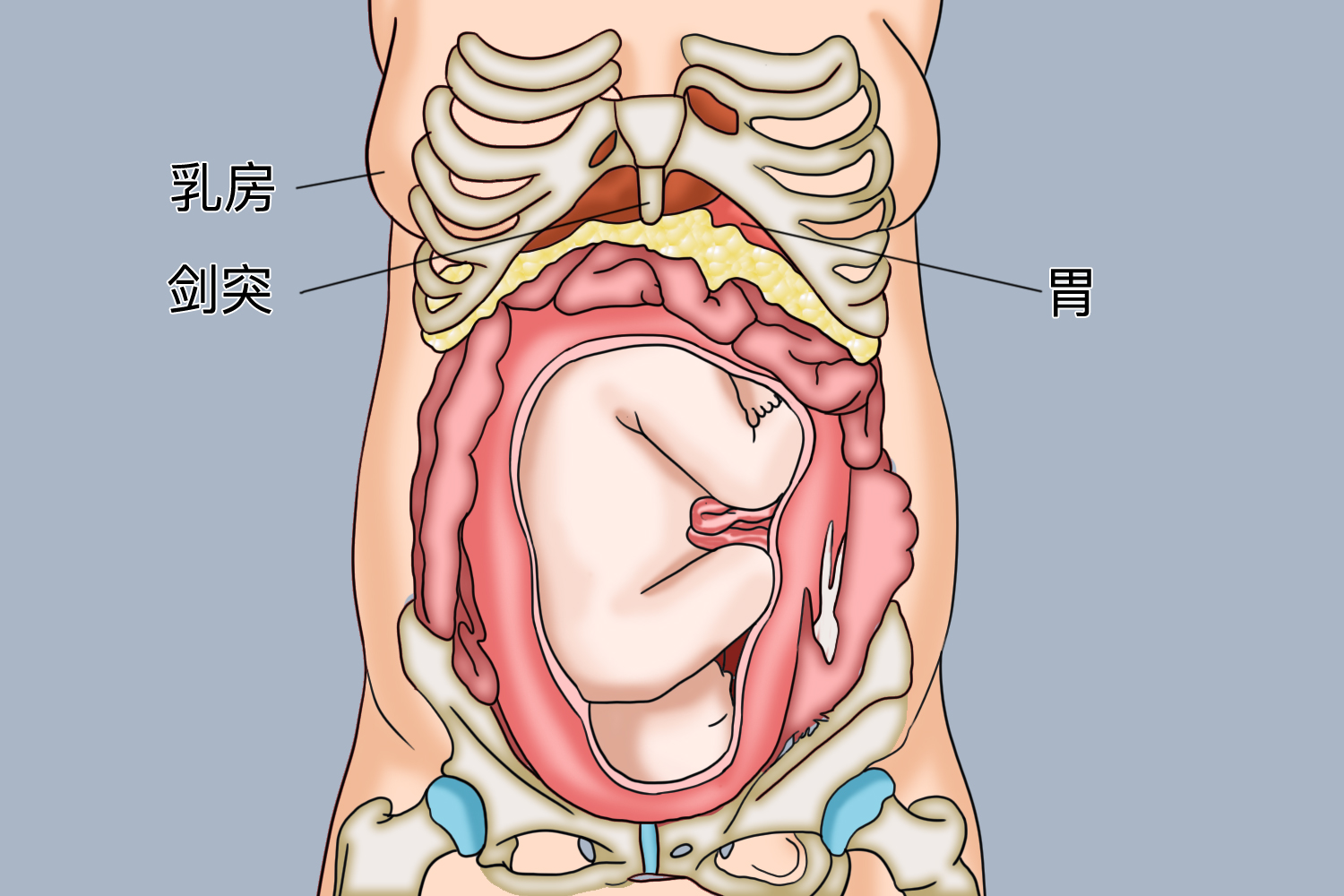 孕晚期胃的位置图