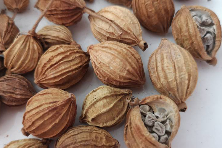 砂仁药材图 砂仁药材图