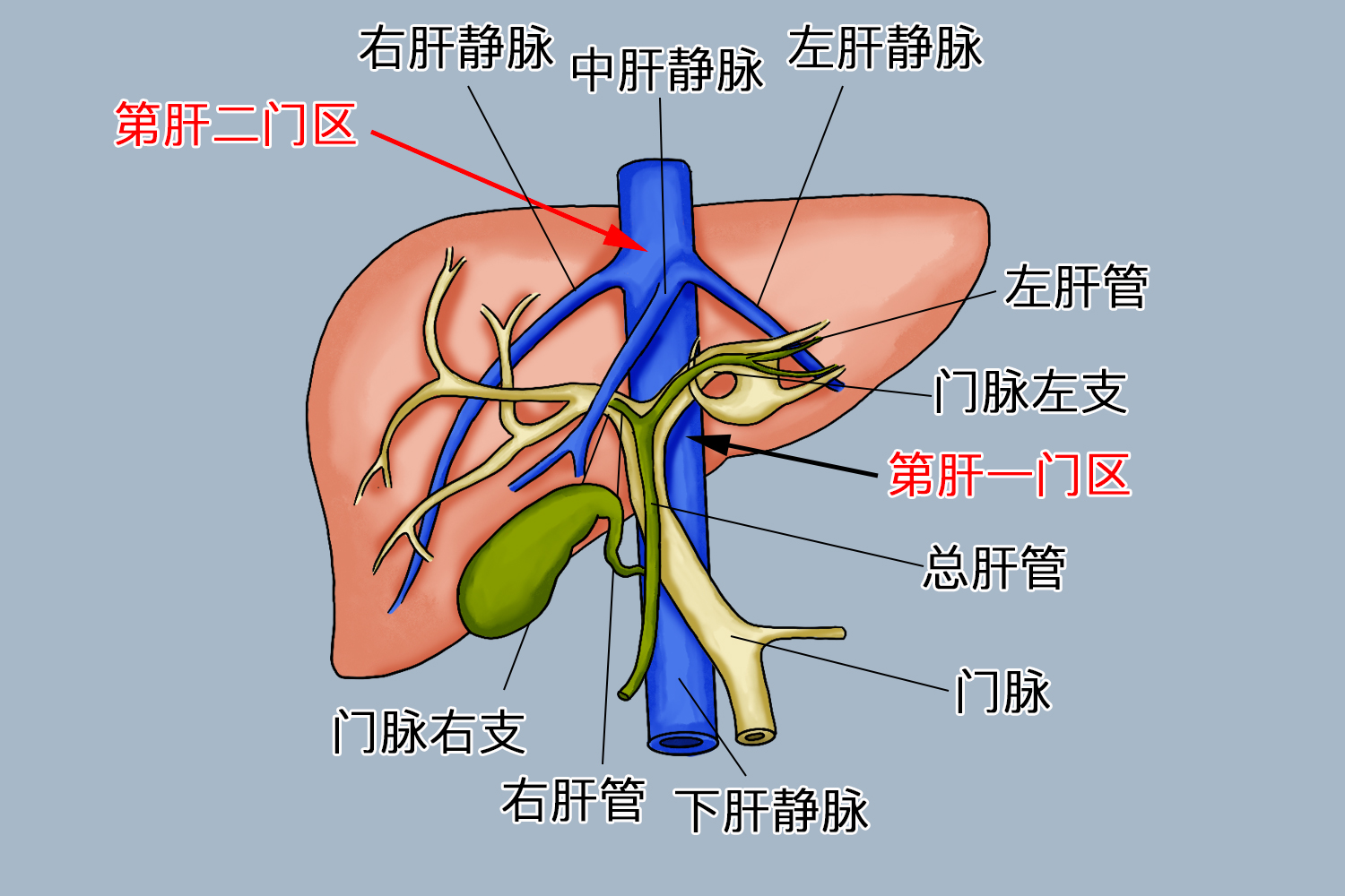 肝脏第一肝门超声图像图片