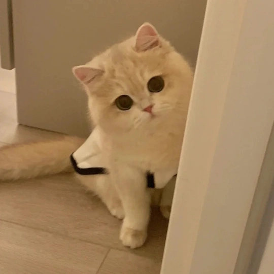 中日友好医院张永旺医生怎么样？怎么挂号？