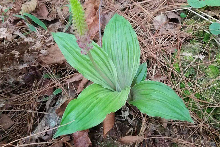 见血清图 见血清图