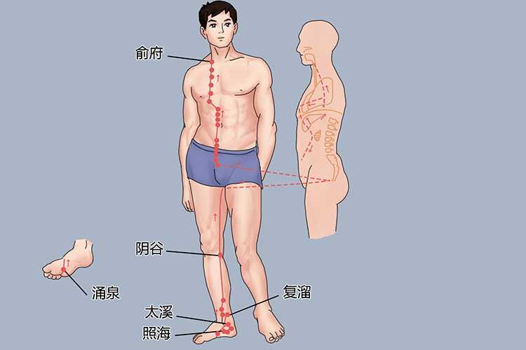 肾经经络图走向和作用图片