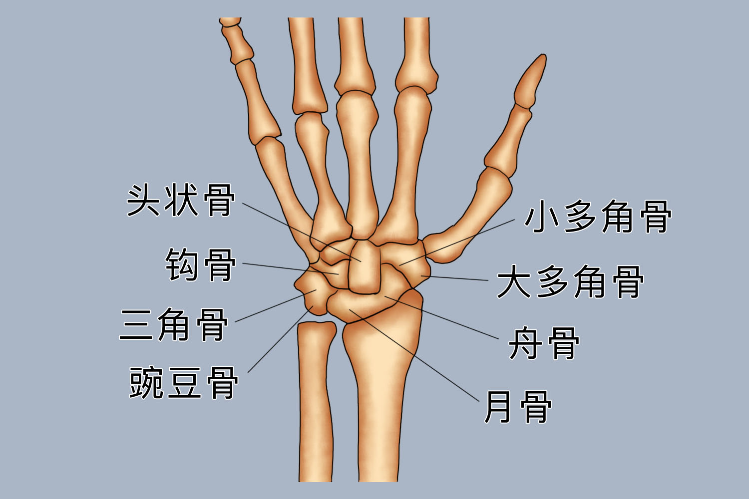 掌骨间关节图片