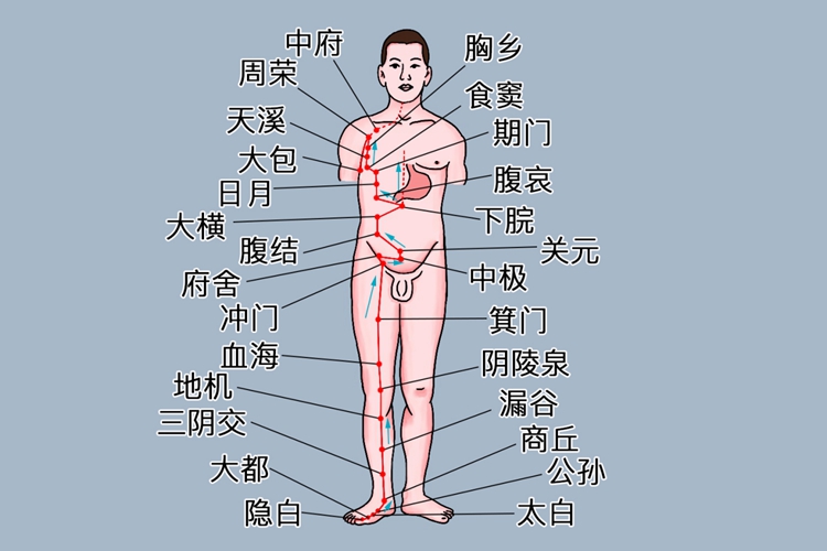 足太阴脾经经脉循行图 足太阴脾经经脉循行图