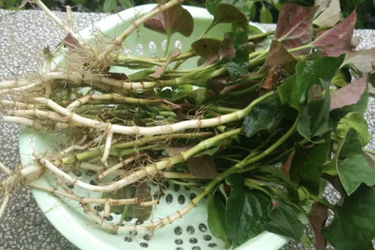 鱼腥草原植物蕺菜图