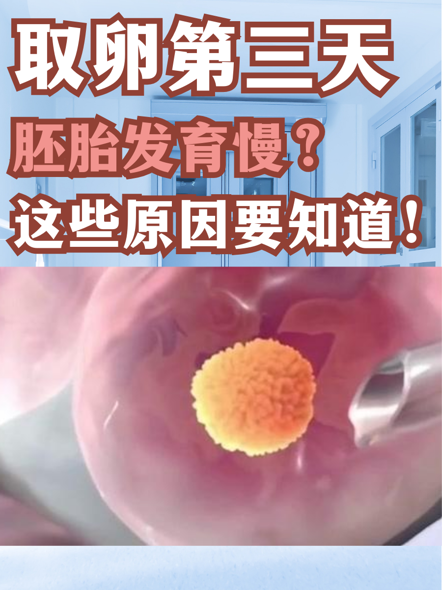 取卵第三天，胚胎发育慢？这些原因要知道！