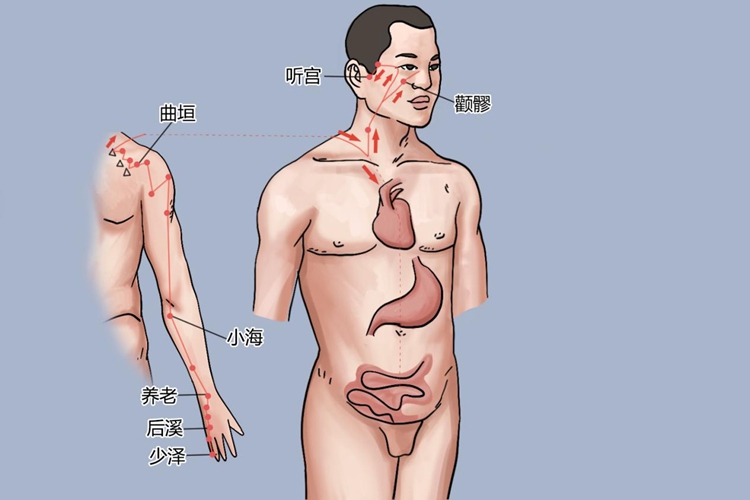 手太阳小肠经经脉循行图 手太阳小肠经经脉循行图