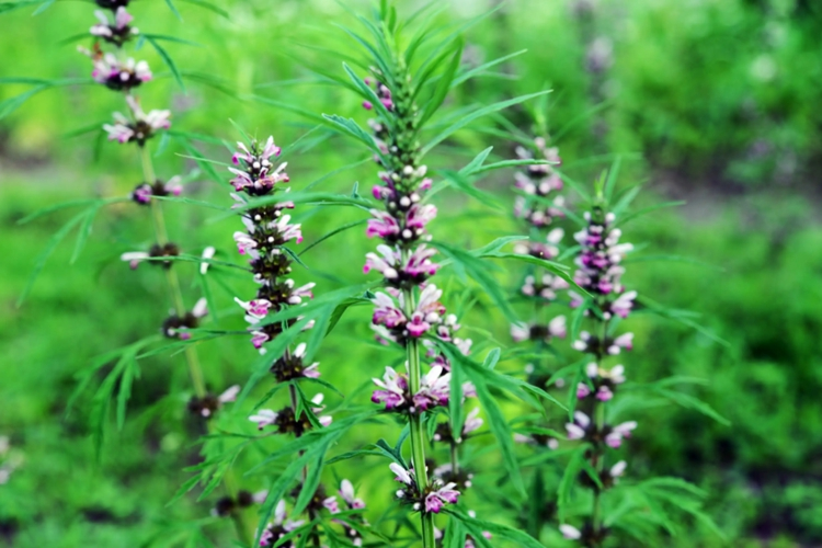 益母草植株紫花图