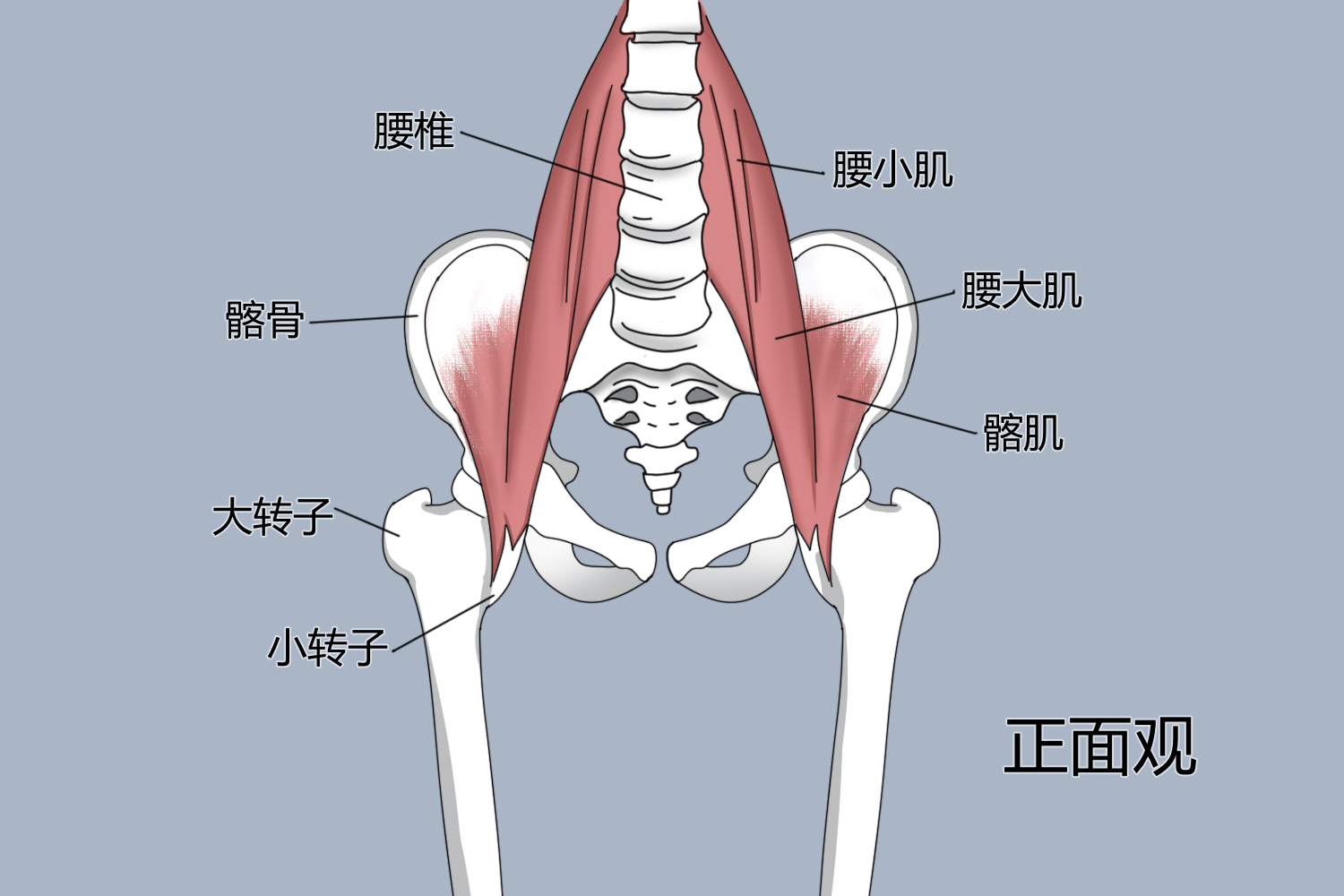 髂腰肌位置以及起止点图
