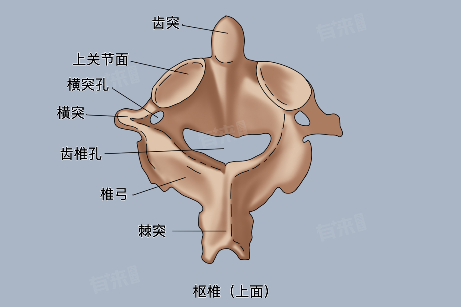 第二颈椎又称为什么-有来医生