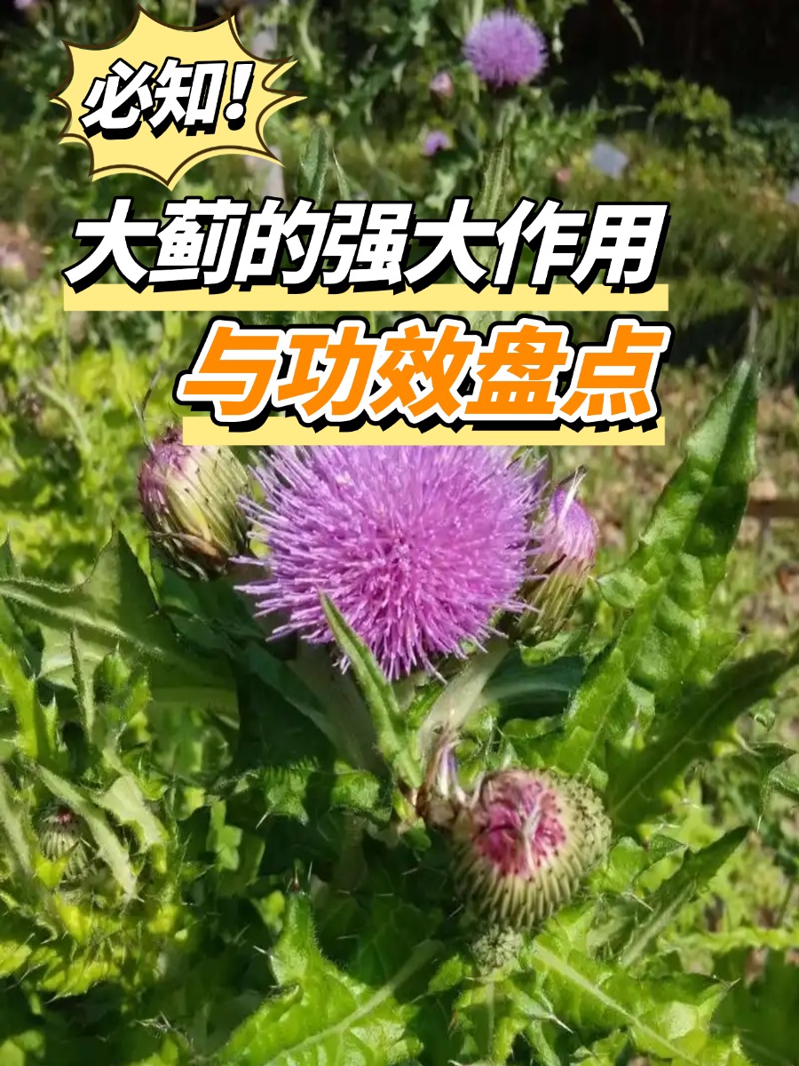 必知！大蓟的强大作用与功效盘点