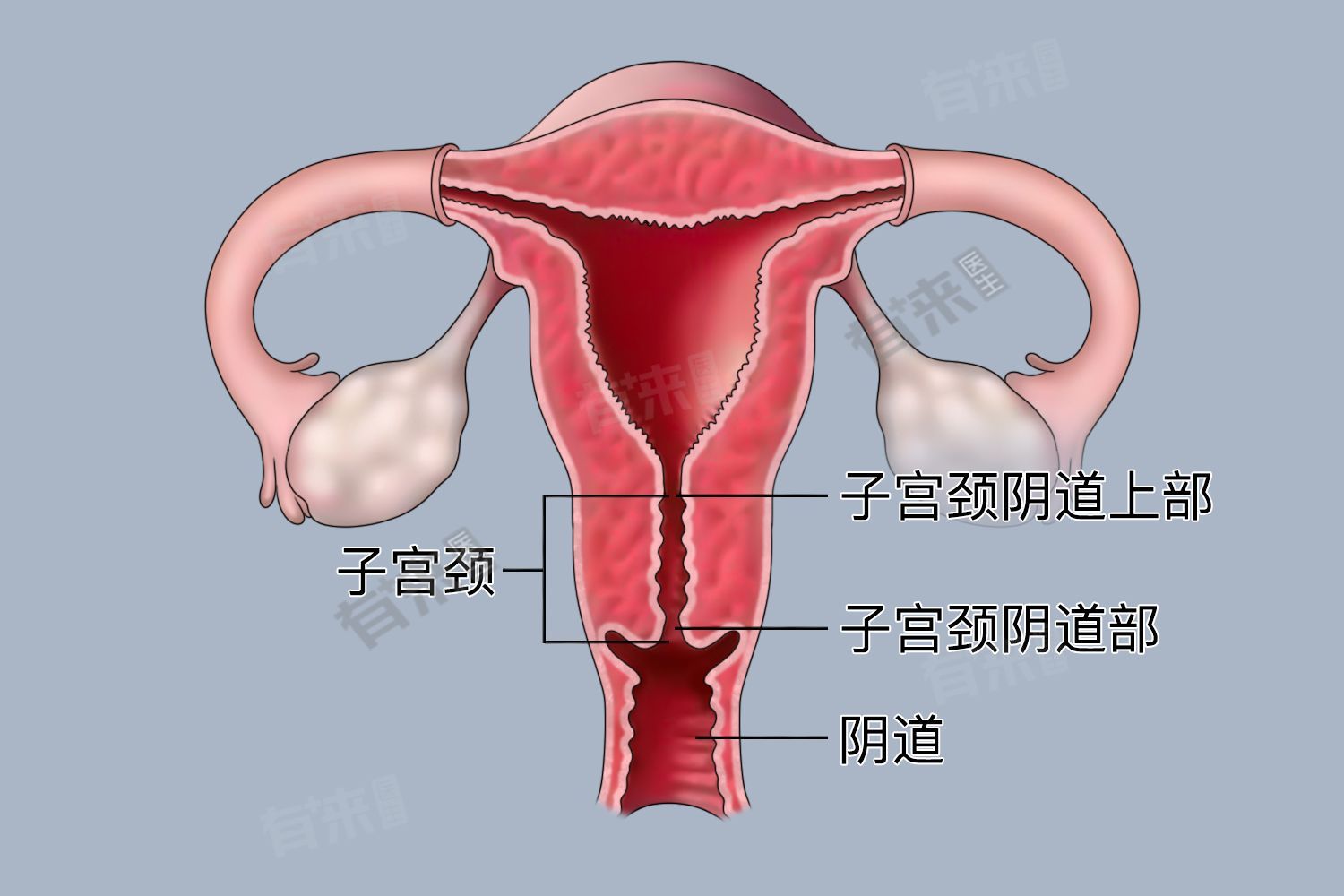 这一长度有助于保持子宫的稳定性和封闭性,防止外界病原体侵入子宫腔