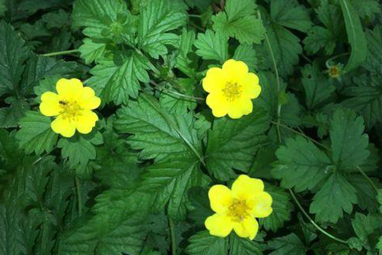 地蜂子植株形态图