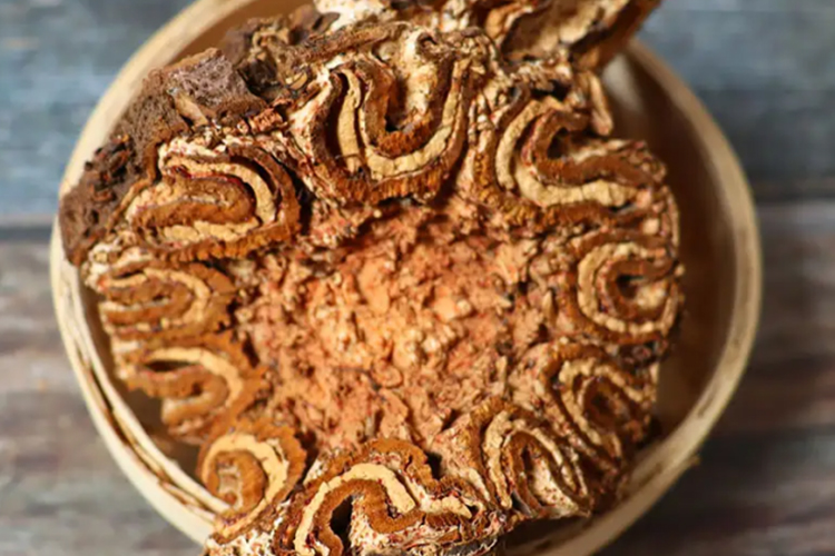 飞天蠄蟧药材外观图 飞天蠄蟧药材外观图