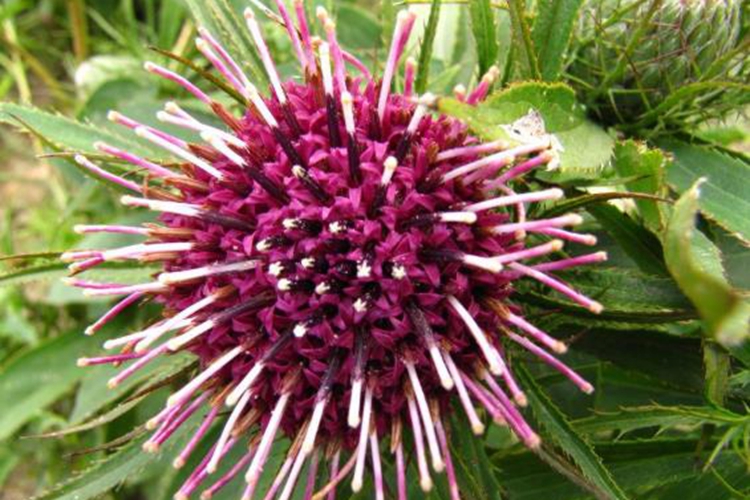 中药白术野生植株图