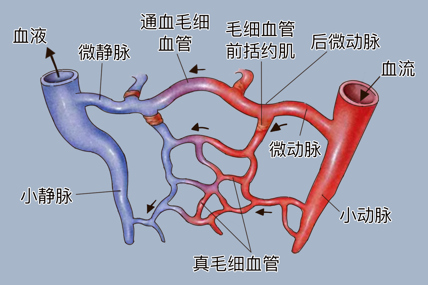 动脉静脉毛细血管示意图 动脉静脉毛细血管示意图