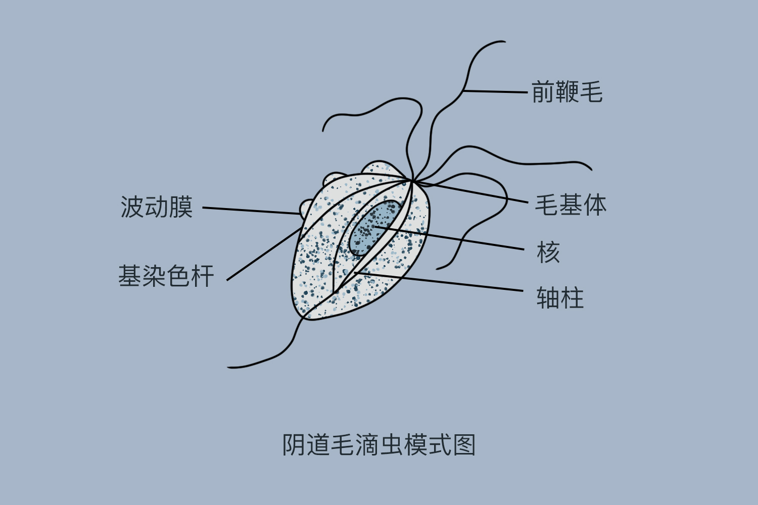 阴道毛滴虫图 阴道毛滴虫图