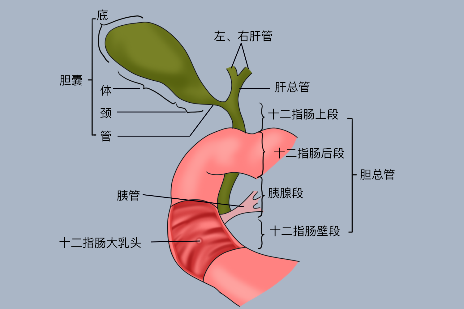 胆总管分段解剖图