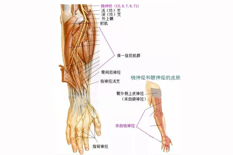 桡神经感觉支配位置图