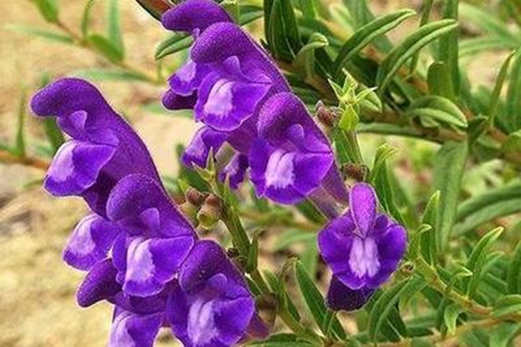 大黄芩植株图 大黄芩植株图