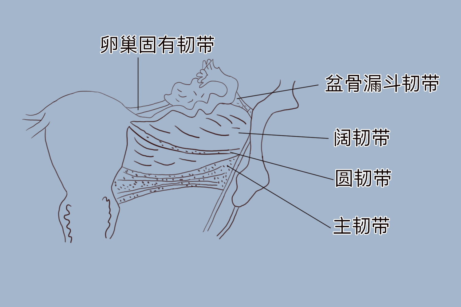 子宫的解剖位置图片