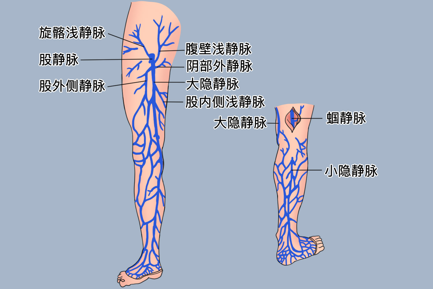 下肢浅静脉位置图