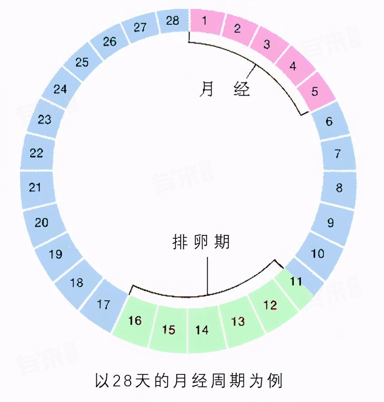 排卵期一般在月经的什么时候-有来医生