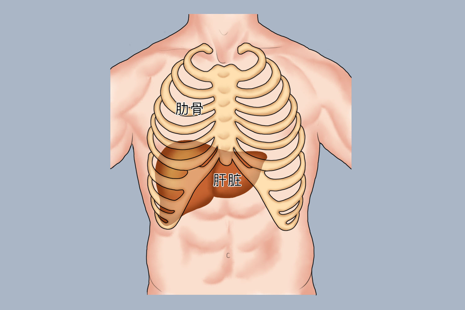 人体肝脏与肋骨位置图图片