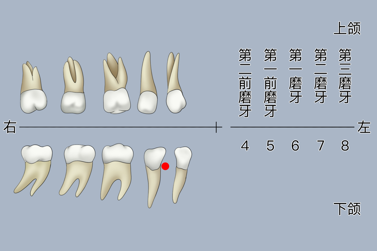 大牙牙根图片x光图图片