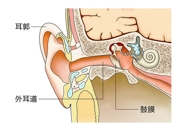 耳朵外耳构造剖面图