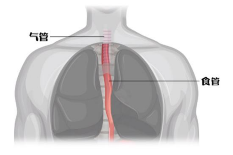 食管位置图 食管位置图