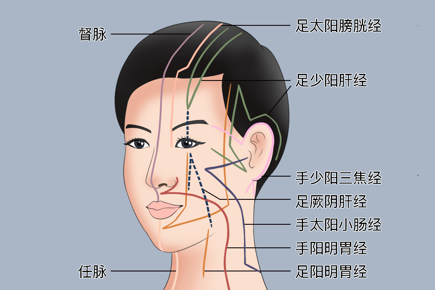 面部经络图