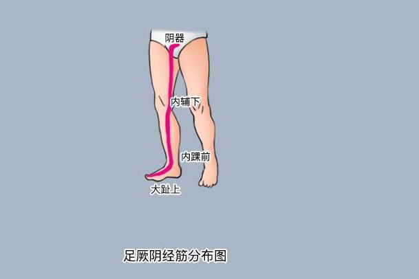 足厥阴经筋分布图