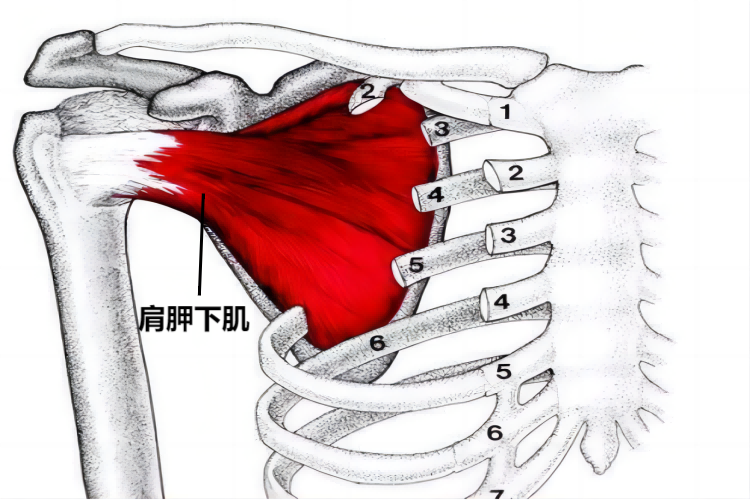 肩胛下肌位置图