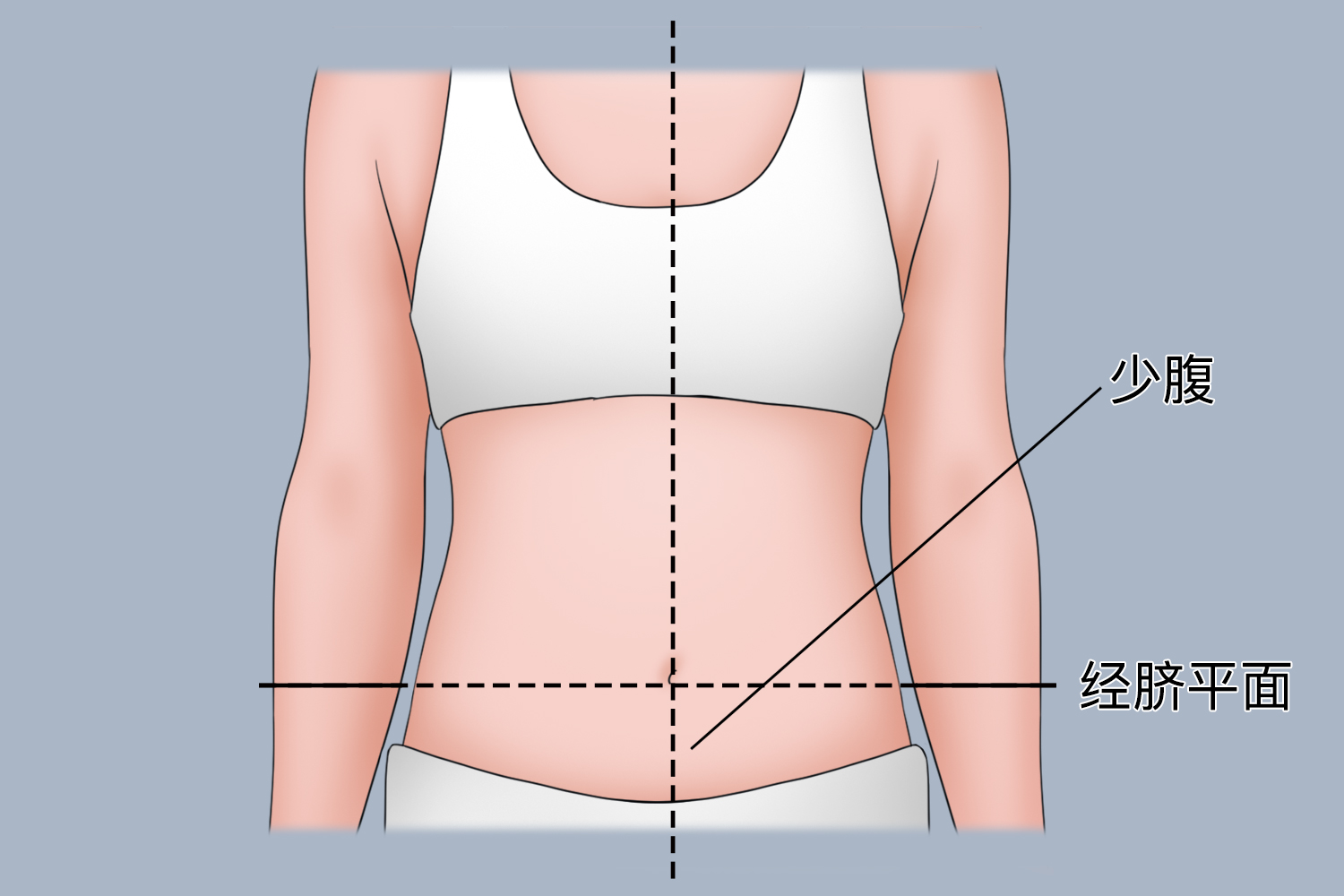 少腹位置图