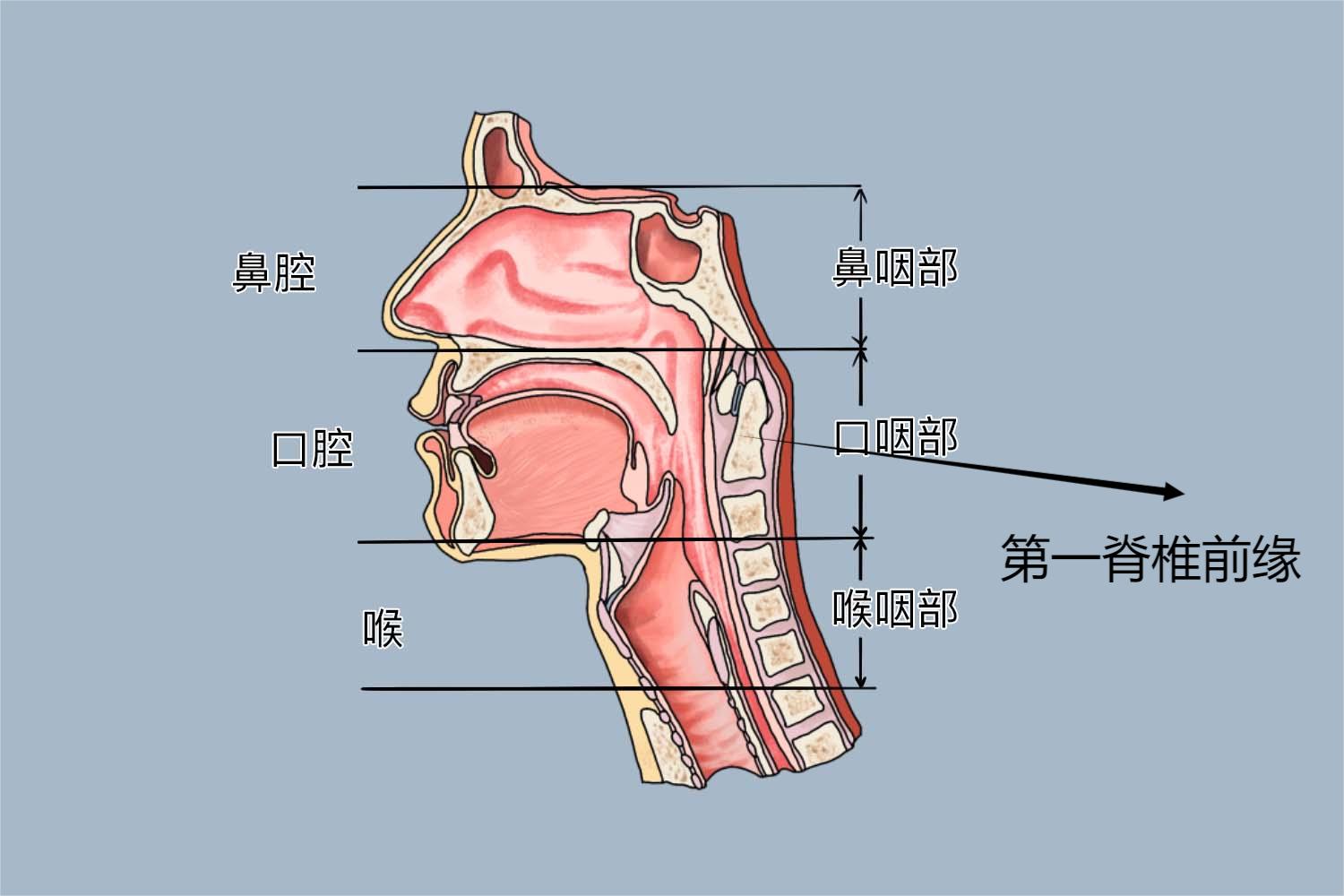 口咽CT冠状面扫描范围图