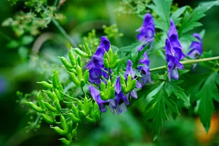 黑附子原植株图