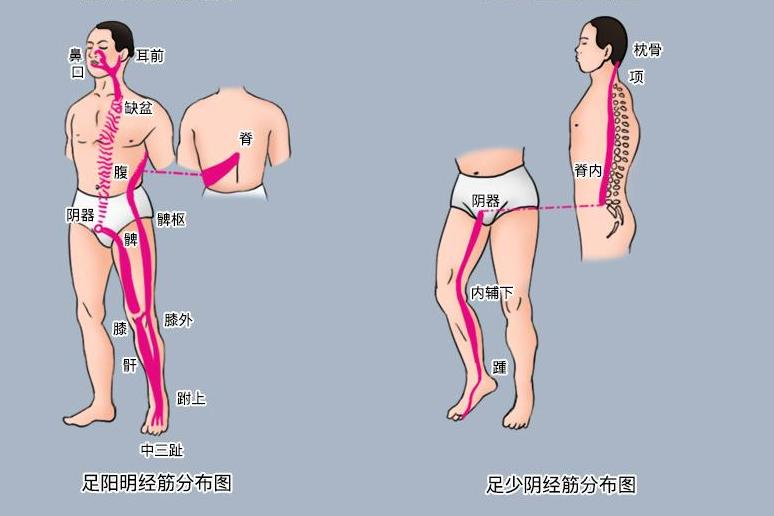 足阳明足少阴经筋分布图