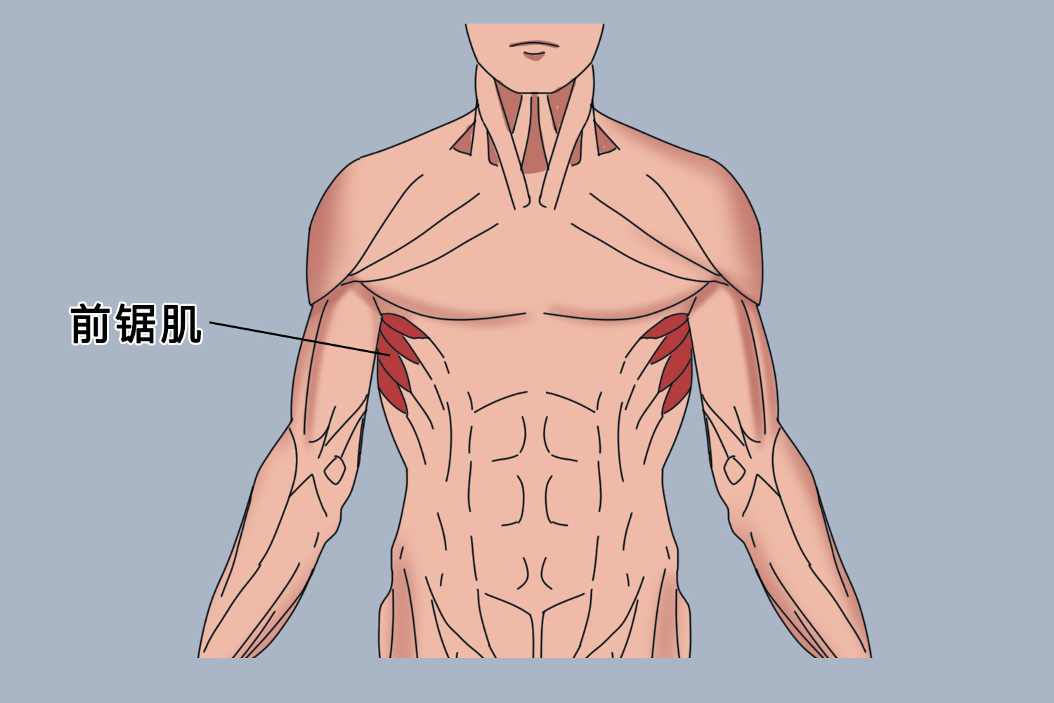 前锯肌图