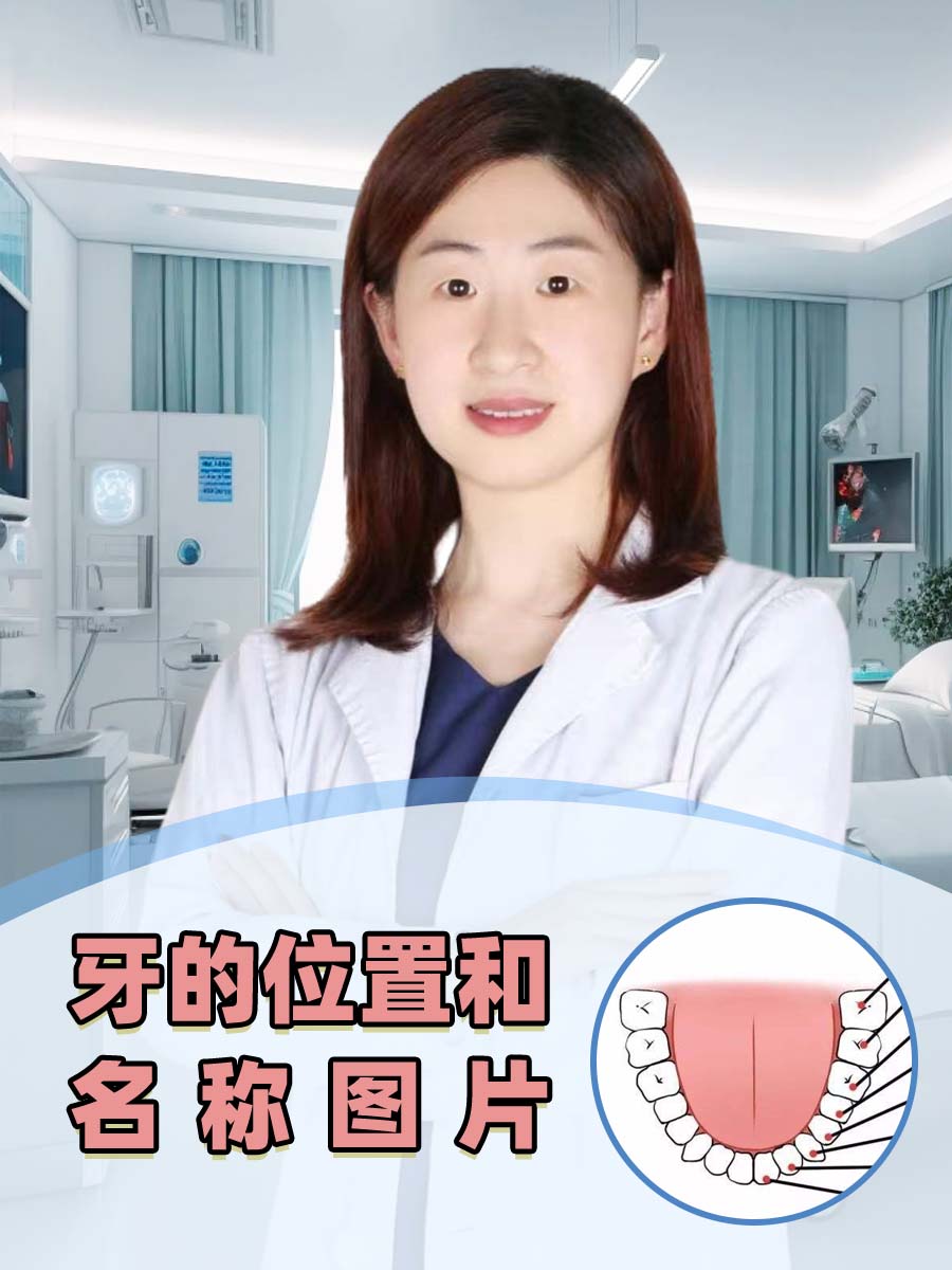 牙的位置和名称图片牙的位置和名称图片