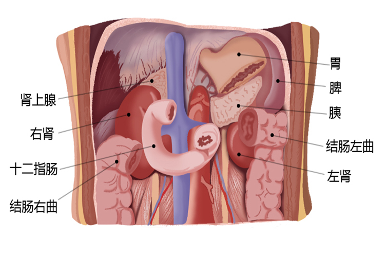 肾位置毗邻图（前）