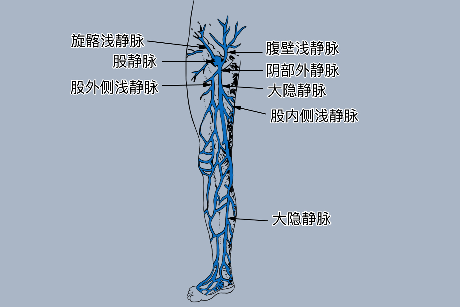 下肢血管解剖图谱高清图片